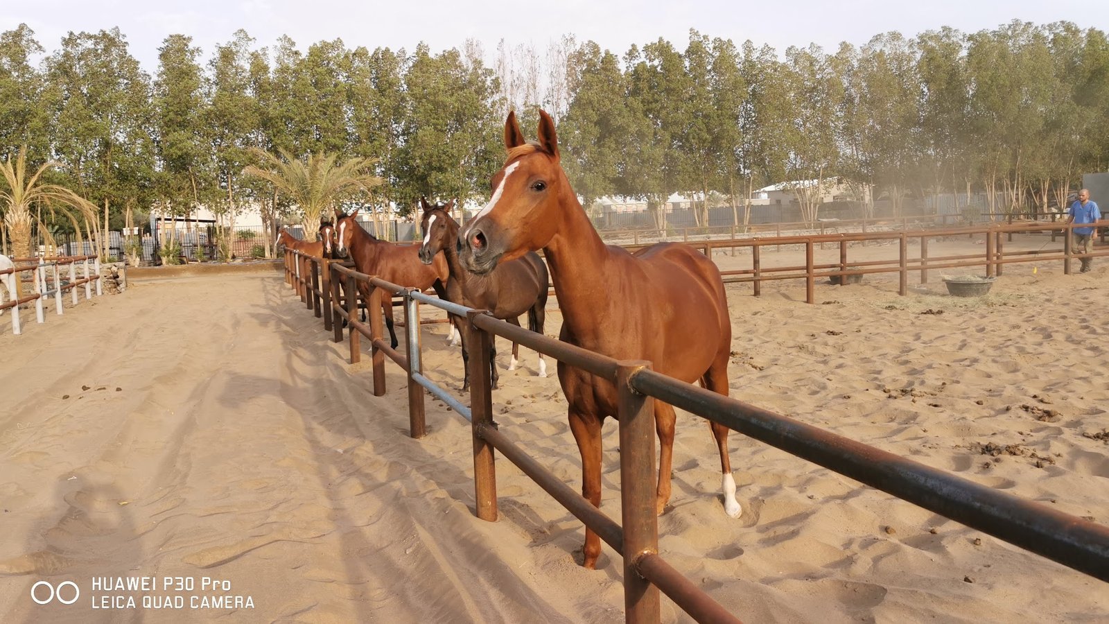 Group of horses